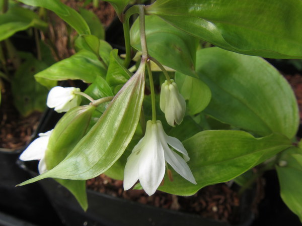 Disporum trabeculatum